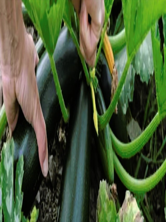 10 . Amazing benefits of Zucchini